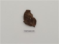 藏品(蛺蝶科(2))的圖片